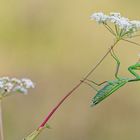 Mantis religiosa - Gottesanbeterin