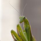 Mantis religiosa - Gottesanbeterin
