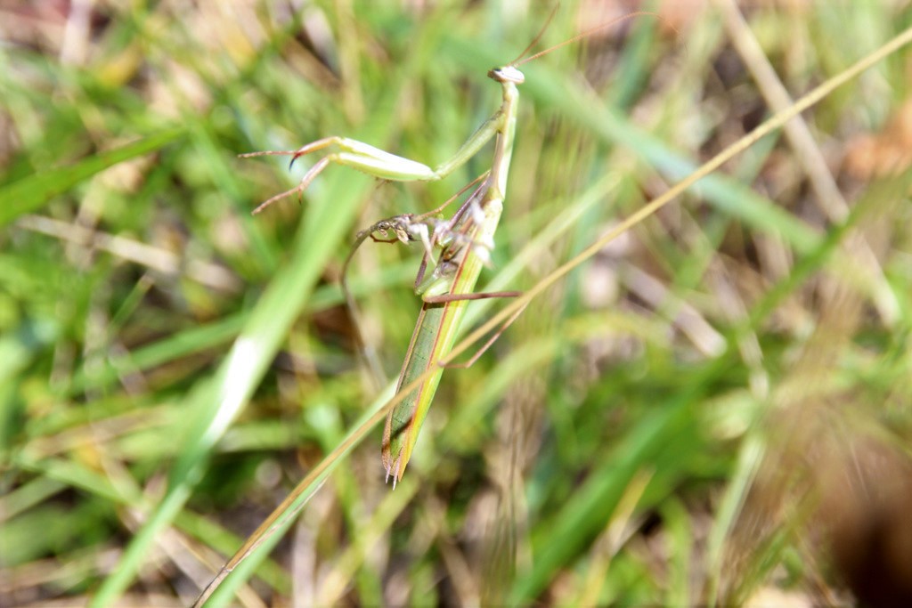  Mantis religiosa- Gottesanbeterin 