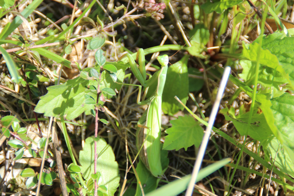 Mantis religiosa- Gottesanbeterin 