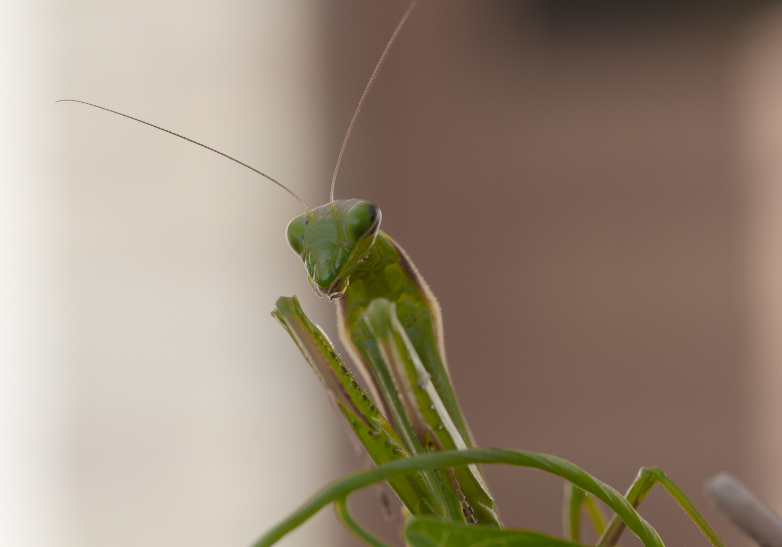 Mantis religiosa - Gottesanbeterin II