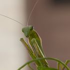 Mantis religiosa - Gottesanbeterin II