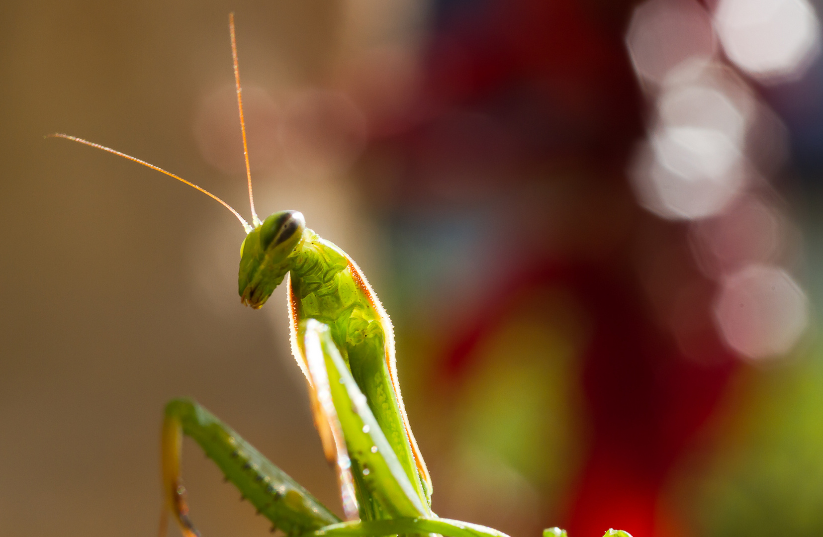 Mantis religiosa - Gottesanbeterin III