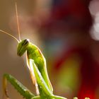 Mantis religiosa - Gottesanbeterin III