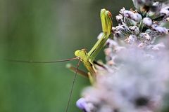 Mantis religiosa (Gottesanbeterin) in Marguerite's Garden