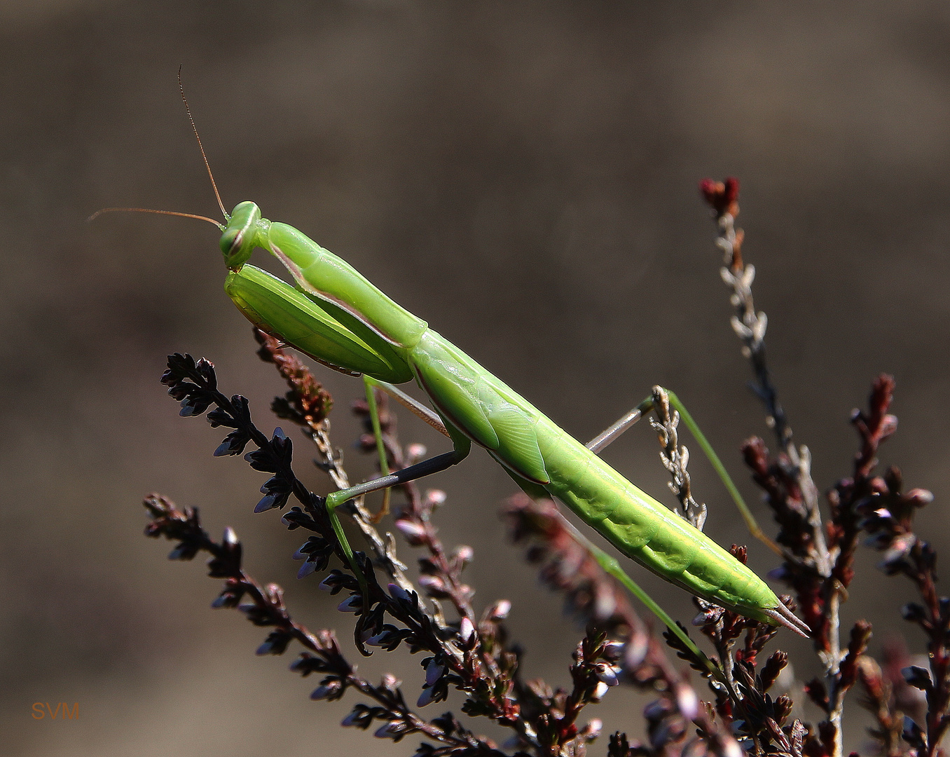 Mantis religiosa (Gottesanbeterin) in unserer Lausitzer Heide