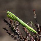 Mantis religiosa (Gottesanbeterin) in unserer Lausitzer Heide