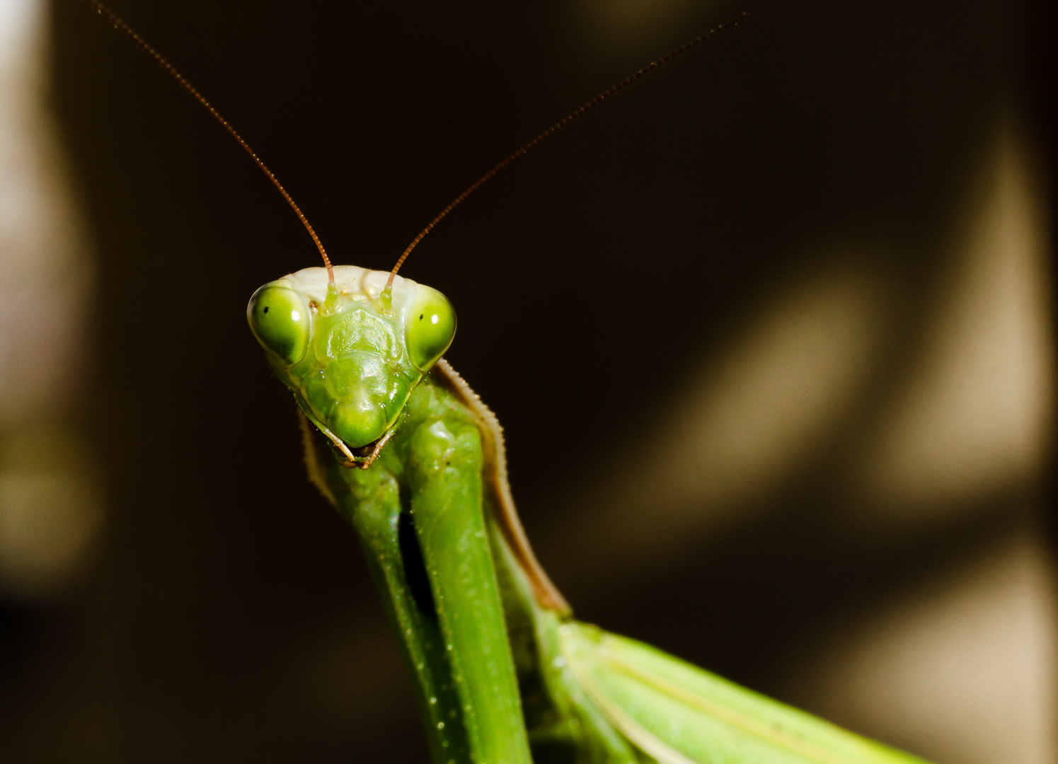 Mantis religiosa - Gottesanbeterin IV