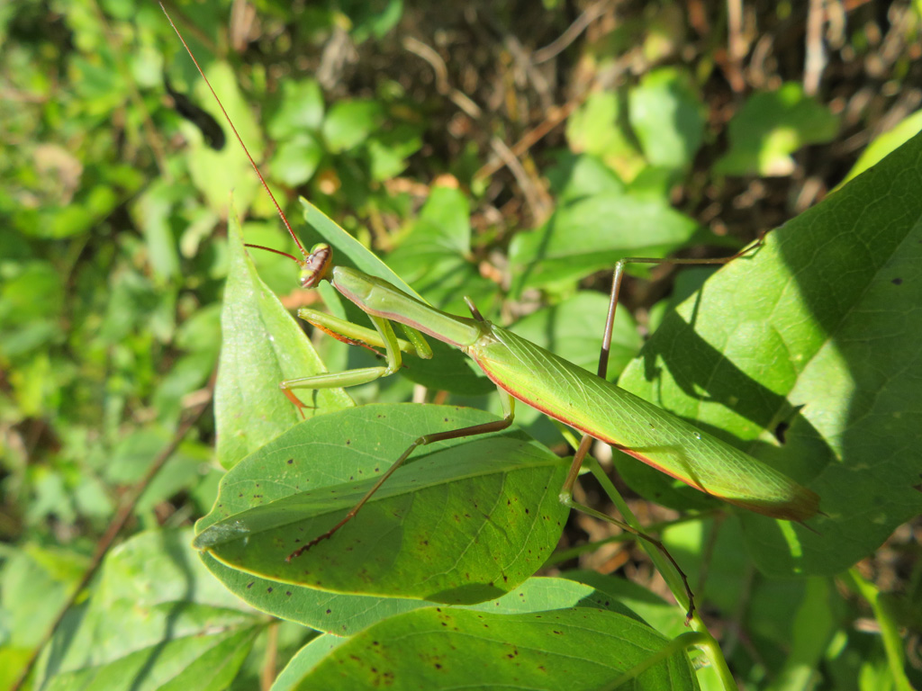 Mantis religiosa- Gottesanbeterin Männchen 