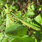 Mantis religiosa- Gottesanbeterin Männchen 