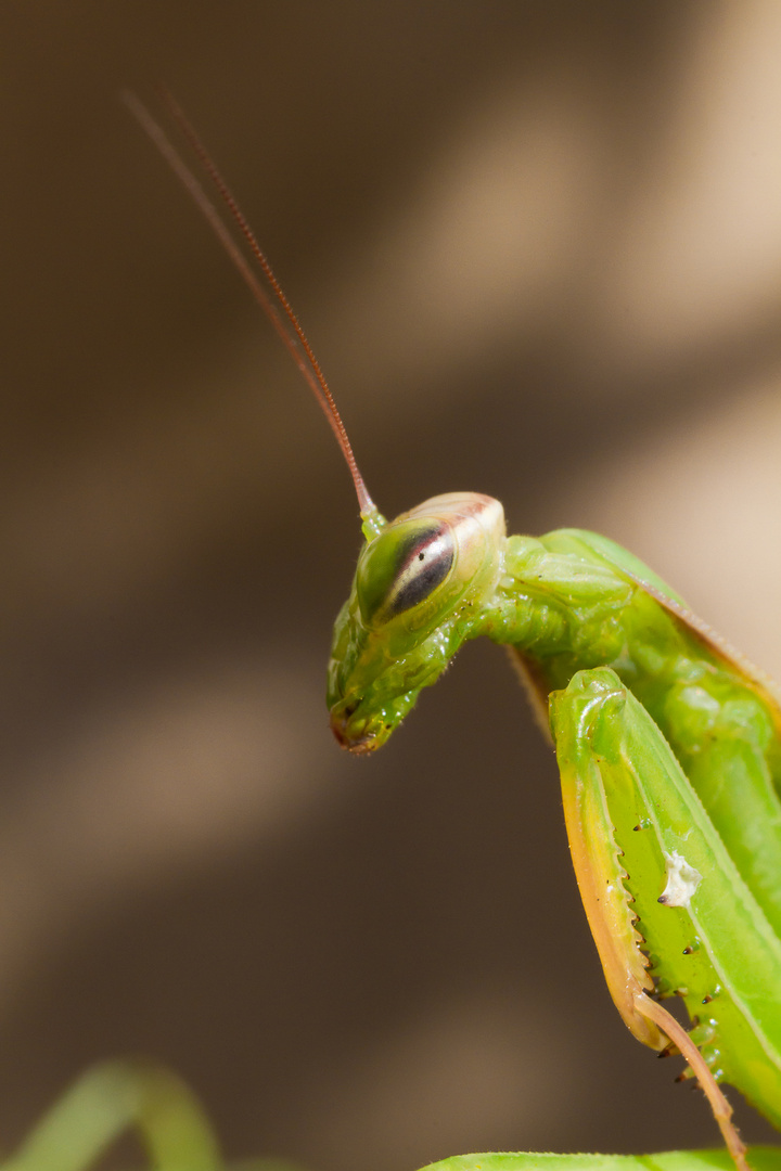 Mantis religiosa - Gottesanbeterin V