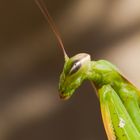 Mantis religiosa - Gottesanbeterin V