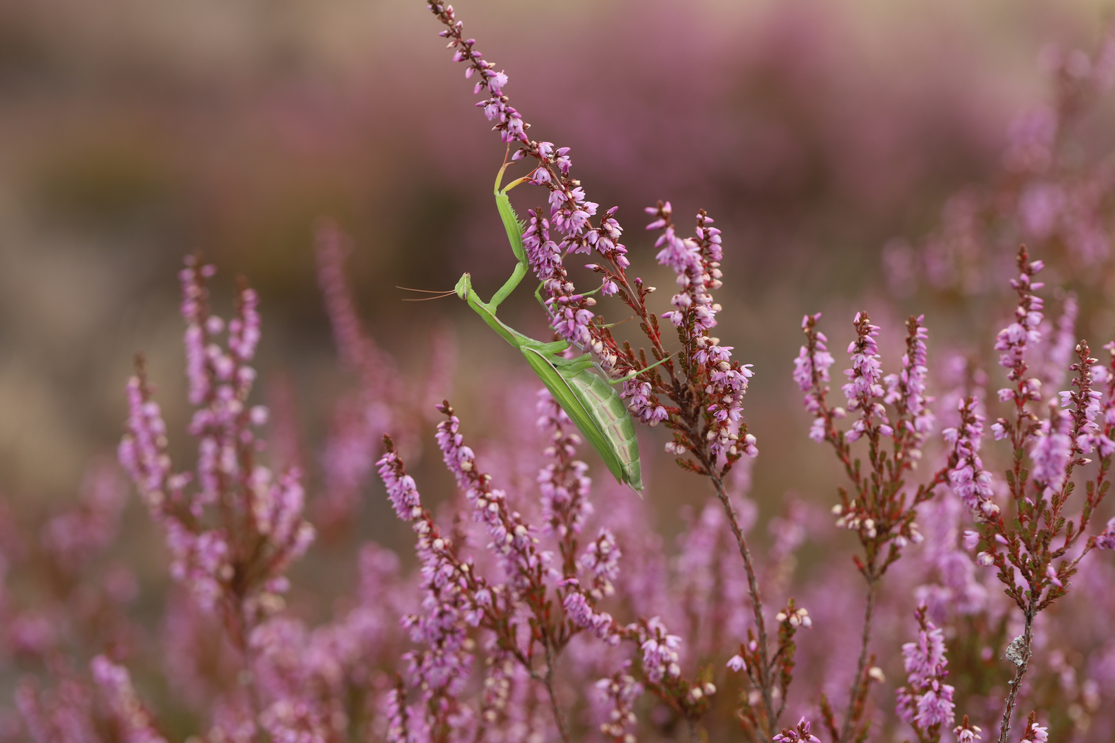 Mantis religiosa - Gottesanbeterin- Weibchen