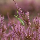 Mantis religiosa - Gottesanbeterin- Weibchen