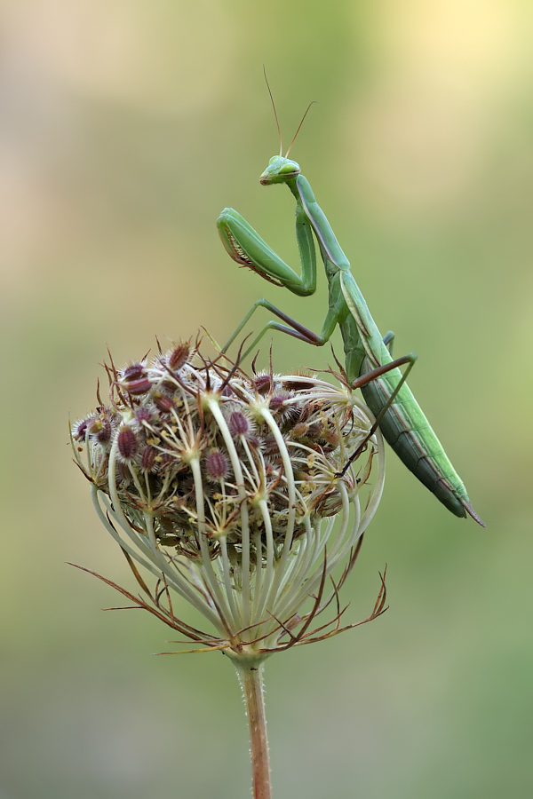 Mantis religiosa - Gottesanbeterin / Weibchen