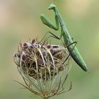 Mantis religiosa - Gottesanbeterin / Weibchen
