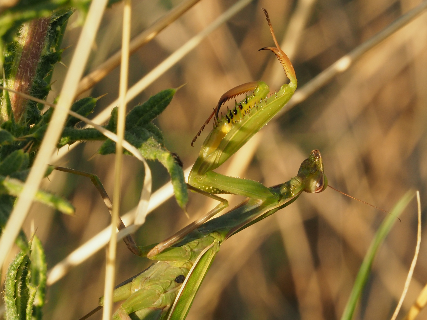 Mantis Religiosa Gottesanbeterin2