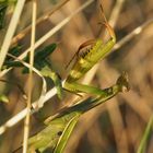 Mantis Religiosa Gottesanbeterin2