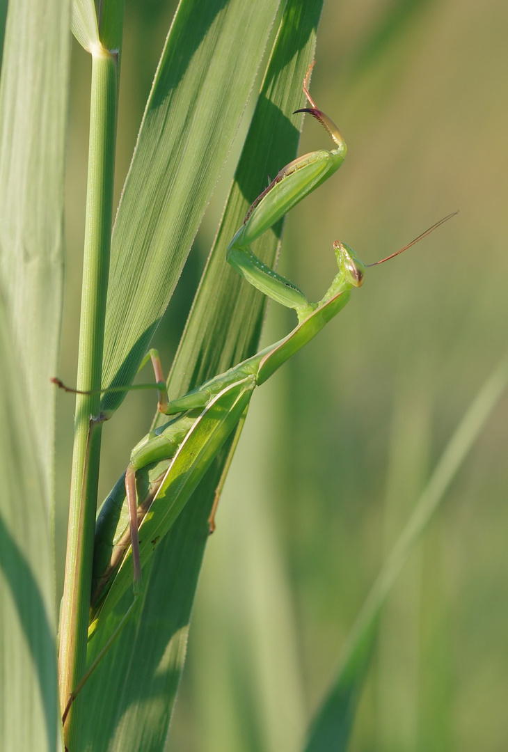 Mantis religiosa - gut getarnt im Gras