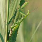 Mantis religiosa - gut getarnt im Gras