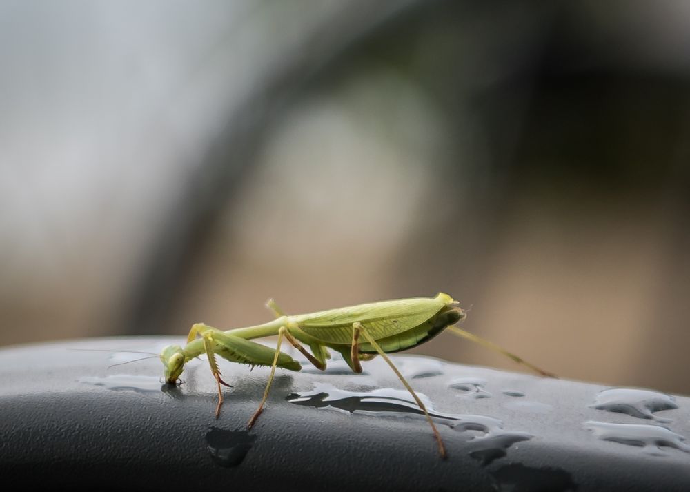 Mantis religiosa II