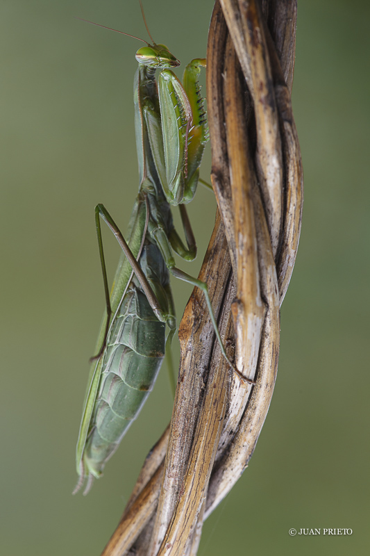 Mantis religiosa II