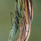 Mantis religiosa II