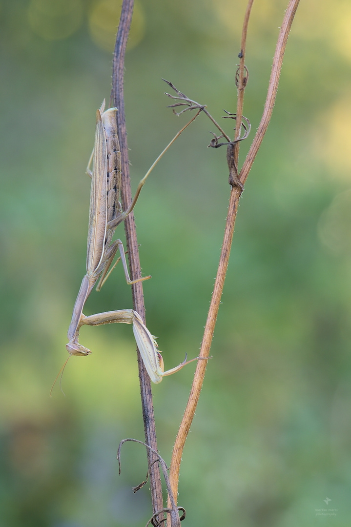 Mantis religiosa II