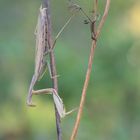 Mantis religiosa II