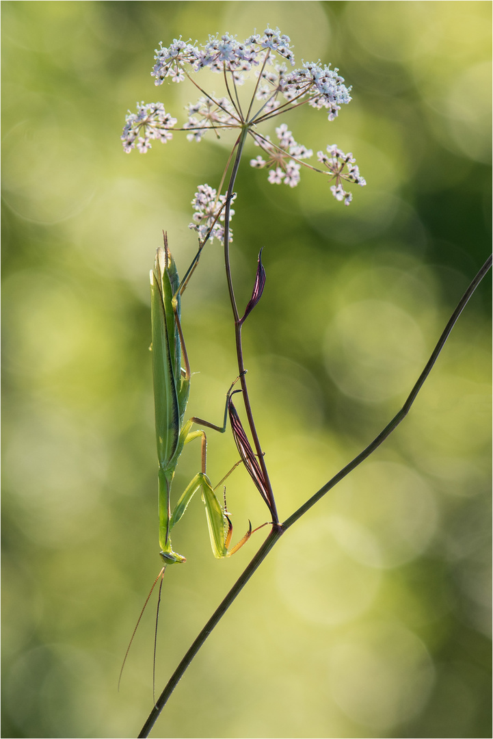 Mantis religiosa im Gegenlicht