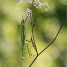 Mantis religiosa im Gegenlicht