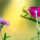 Mantis Religiosa im Halbschatten