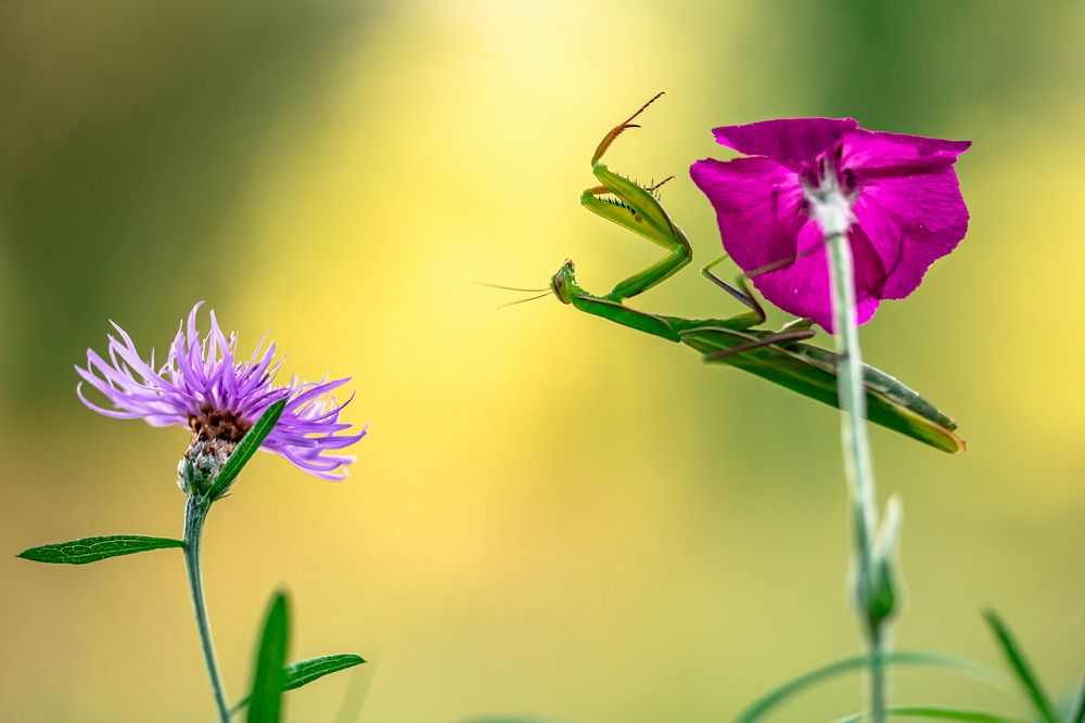 Mantis Religiosa im Halbschatten