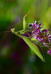 Mantis religiosa im Morgenlicht