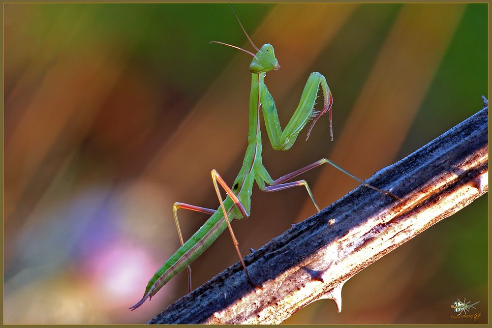 MANTIS RELIGIOSA  (Linnaeus, 1758)