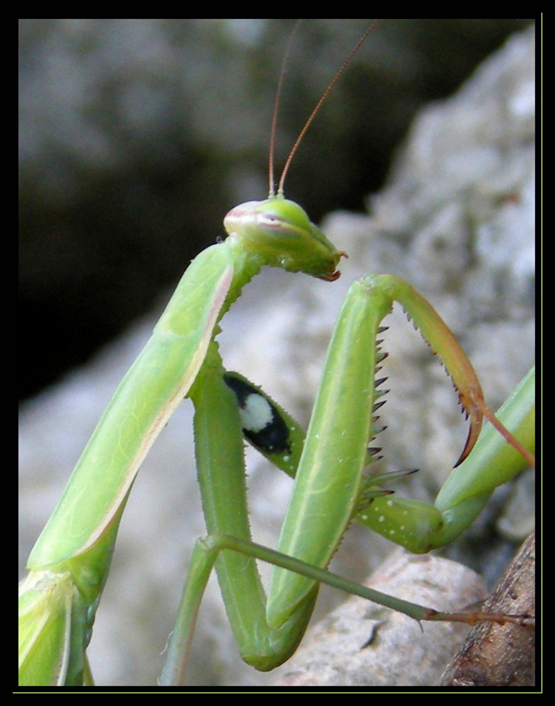 Mantis Religiosa - Macro