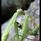 Mantis Religiosa - Macro