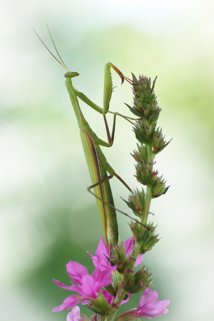 Mantis religiosa Männchen