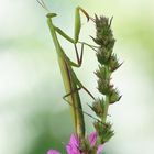 Mantis religiosa Männchen