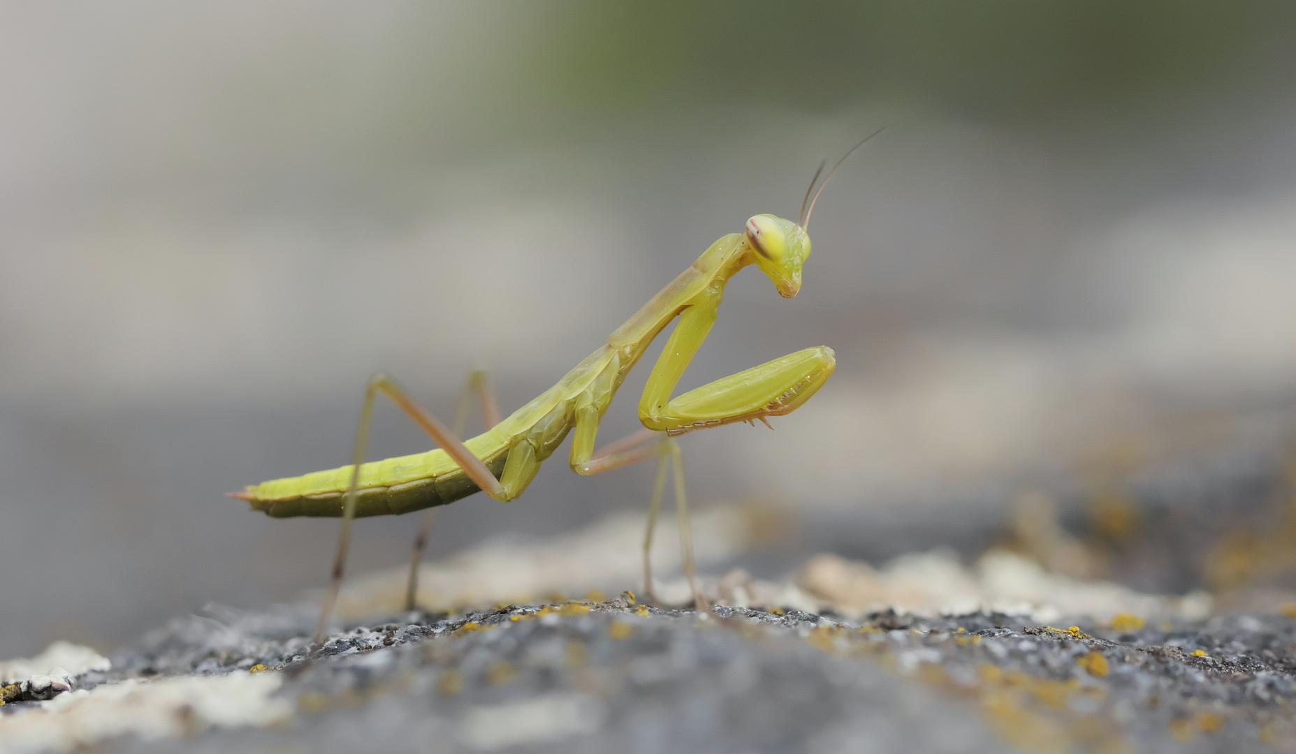 Mantis religiosa - Miniausgabe -