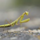 Mantis religiosa - Miniausgabe -