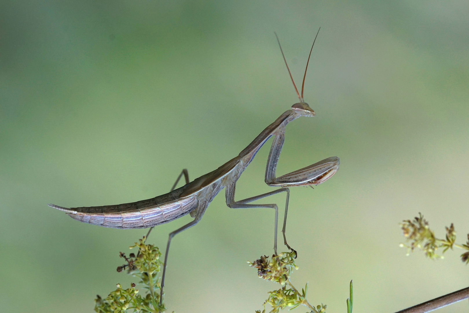 Mantis religiosa mit Farbvariante.