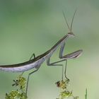 Mantis religiosa mit Farbvariante.