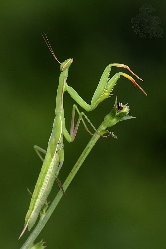 Mantis religiosa - modlivka zelena