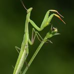 Mantis religiosa - modlivka zelena