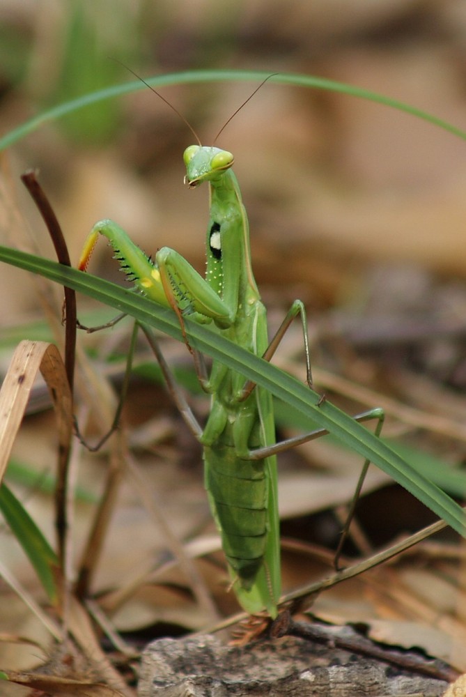 MANTIS RELIGIOSA - P.N. LOS ALCORNOCALES