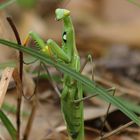 MANTIS RELIGIOSA - P.N. LOS ALCORNOCALES