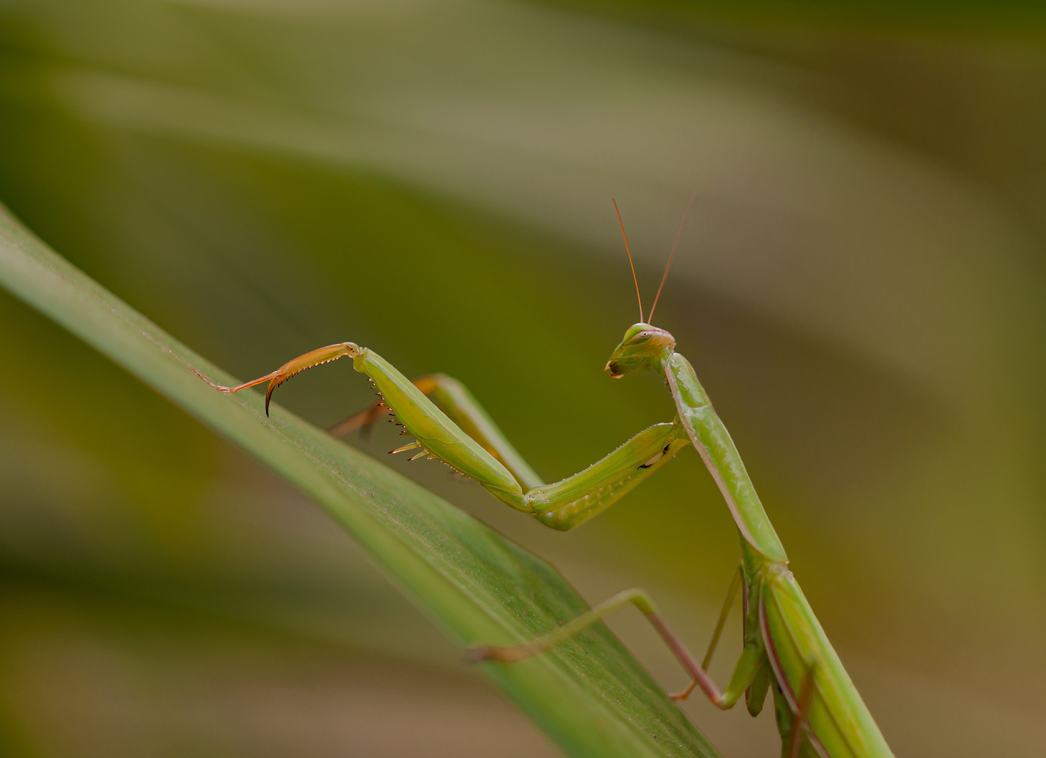  Mantis religiosa siedleckii