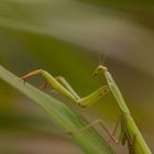  Mantis religiosa siedleckii