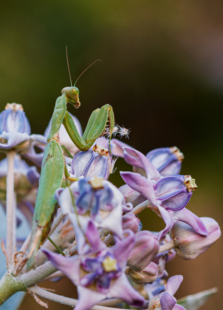  Mantis religiosa siedleckii